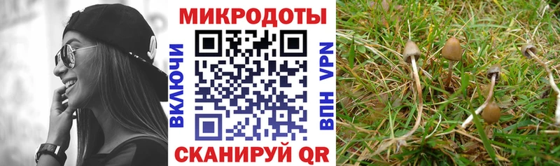 Купить закладки  Волжск  Галлюциногенные грибы Psilocybine cubensis 